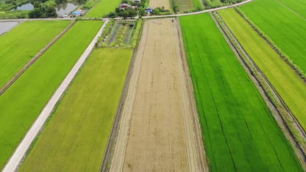 Légi Felvétel Kombájn Rizs Területén Mezőgazdasági Háttér — Stock videók