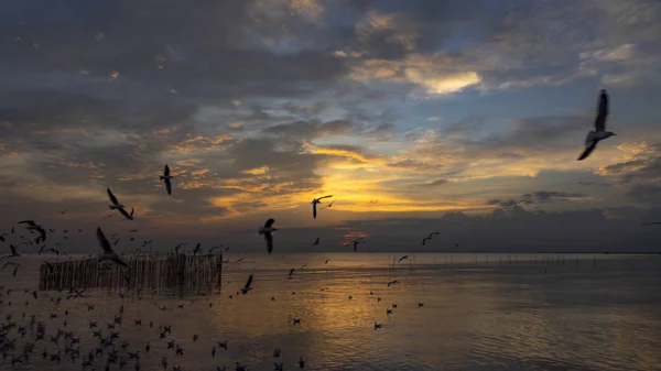 日落时在海上飞翔的海鸥 — 图库照片