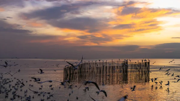 Racek Létání Moři Při Západu Slunce — Stock fotografie