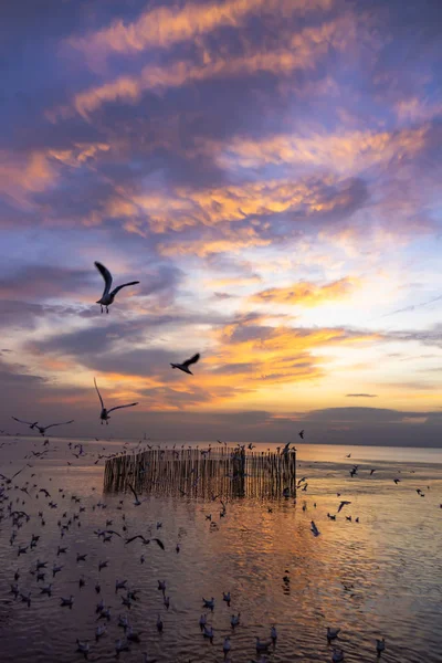 Gün Batımında Denize Uçan Martı — Stok fotoğraf