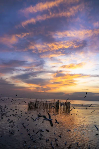 Racek Létání Moři Při Západu Slunce — Stock fotografie