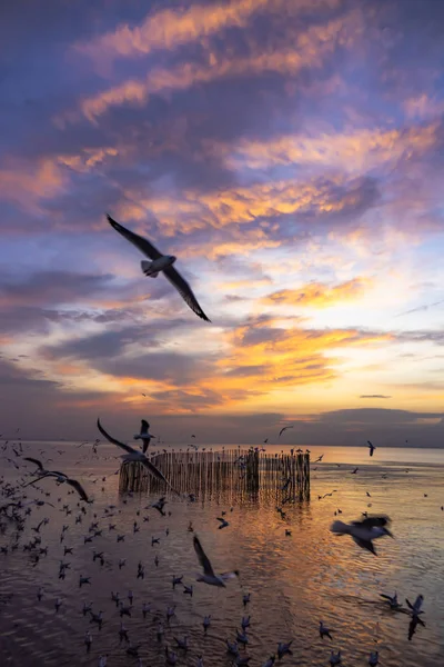 Zeemeeuw Vliegen Zee Bij Zonsondergang — Stockfoto