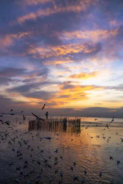 Gün Batımında Denize Uçan Martı — Stok fotoğraf