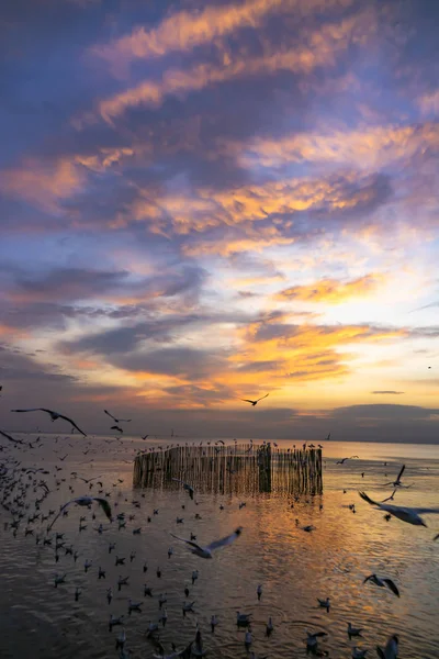 Möwe Fliegt Bei Sonnenuntergang Auf Dem Meer — Stockfoto