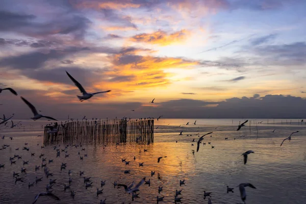 Racek Létání Moři Při Západu Slunce — Stock fotografie