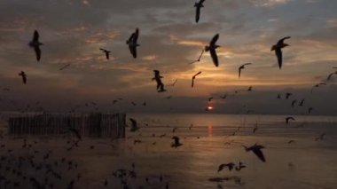 Gün batımında denize uçan martı