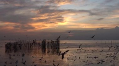 Gün batımında denize uçan martı