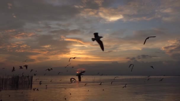 夕暮れ時 海に飛んでカモメ — ストック動画