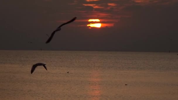 Fiskmås Flyger Havet Solnedgången — Stockvideo
