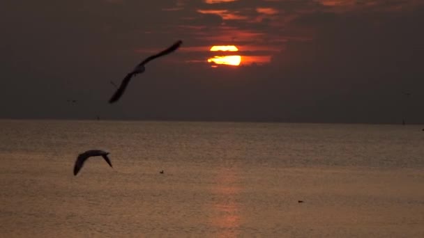 日落时在海上飞翔的海鸥 — 图库视频影像