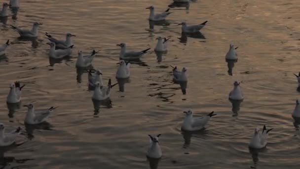 夕暮れ時 海に飛んでカモメ — ストック動画