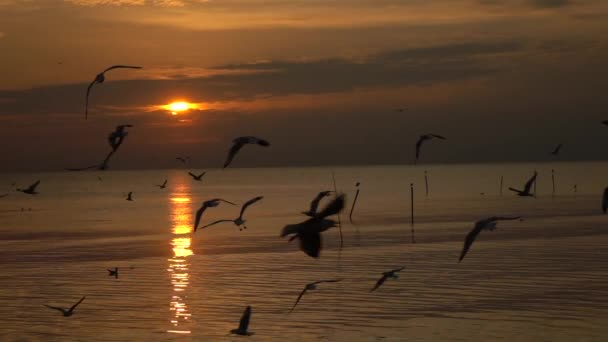 日落时在海上飞翔的海鸥 — 图库视频影像