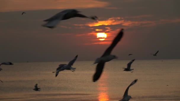 日落时在海上飞翔的海鸥 — 图库视频影像