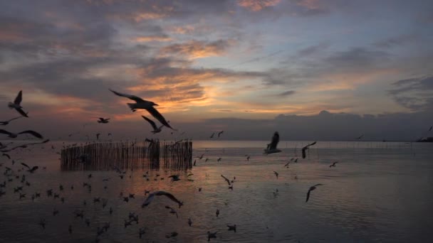 Gaviota Volando Mar Atardecer — Vídeo de stock