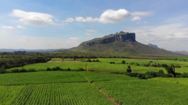 Şeker kamışı alan tarım arka plan havadan görünümü