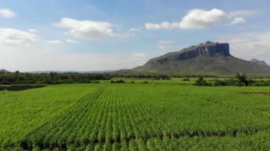Şeker kamışı alan tarım arka plan havadan görünümü