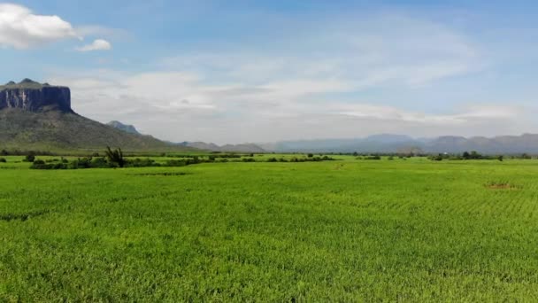 サトウキビ農業背景の空撮 — ストック動画
