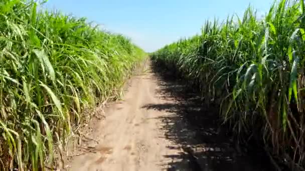 Vista Aérea Caña Azúcar Campo Agricultura Fondo — Vídeo de stock