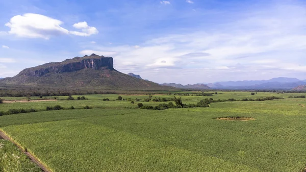 Vista Aérea Caña Azúcar Campo Agricultura Fondo —  Fotos de Stock