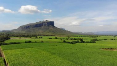 Şeker kamışı alan tarım arka plan havadan görünümü