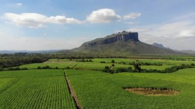 Şeker kamışı alan tarım arka plan havadan görünümü