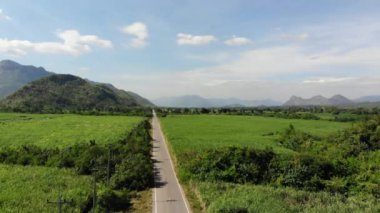 Şeker kamışı alan tarım arka plan havadan görünümü