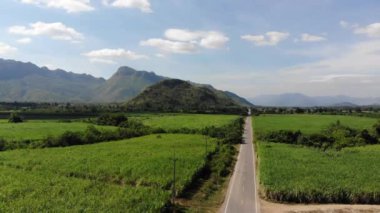 Şeker kamışı alan tarım arka plan havadan görünümü