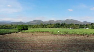 Şeker kamışı alan tarım arka plan havadan görünümü