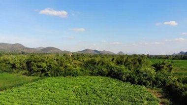 Manyok alan tarım arka plan havadan görünümü