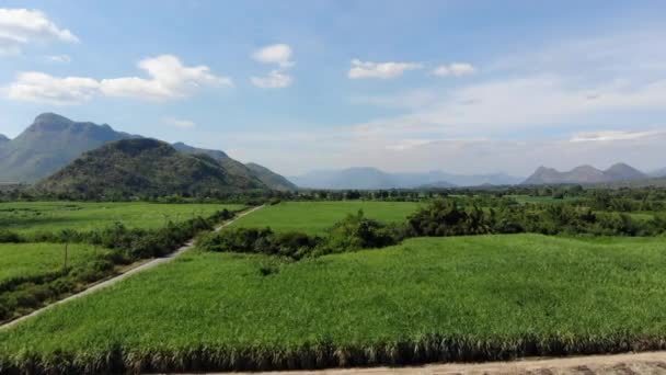 サトウキビ農業背景の空撮 — ストック動画