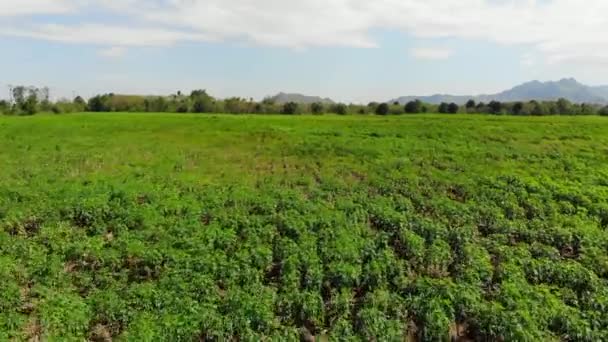 Vista Aérea Campo Mandioca Fundo Agrícola — Vídeo de Stock