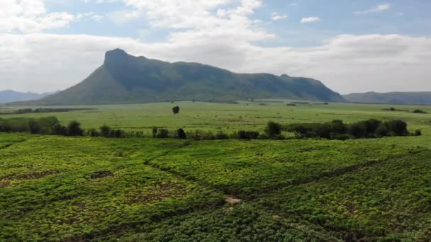 Vista Aérea Del Campo Yuca Fondo Agrícola — Vídeos de Stock