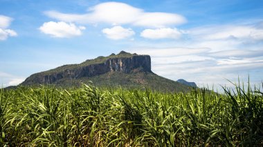 Dağı'nda şeker kamışı alan peyzaj
