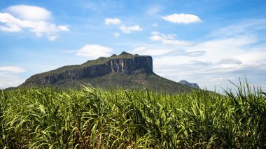 Dağı'nda şeker kamışı alan peyzaj