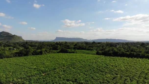 Vista Aérea Del Campo Yuca Fondo Agrícola — Vídeo de stock