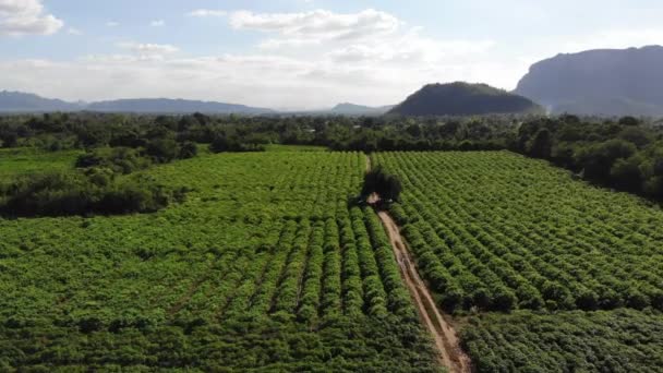 Luchtfoto Van Cassave Veld Landbouw Achtergrond — Stockvideo