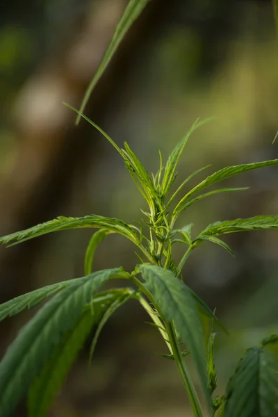 Árbol Marihuana Planta — Foto de Stock