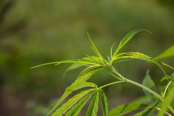 Marihuana Der Pflanze — Stockfoto