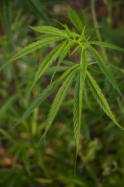 Marihuana Der Pflanze — Stockfoto