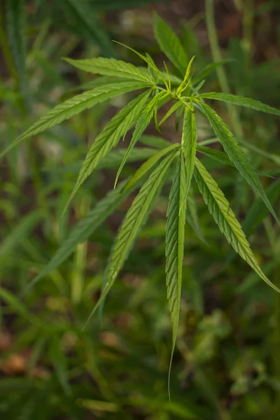 Maconha Planta — Fotografia de Stock