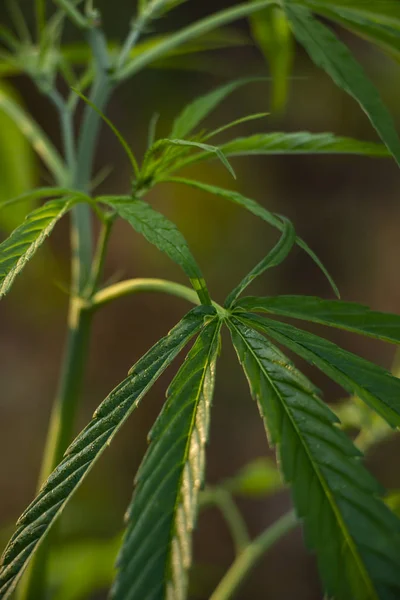 Hoja Marihuana Planta — Foto de Stock