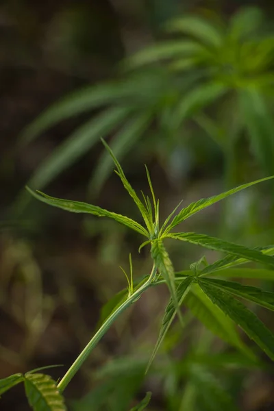 Folha Maconha Planta — Fotografia de Stock