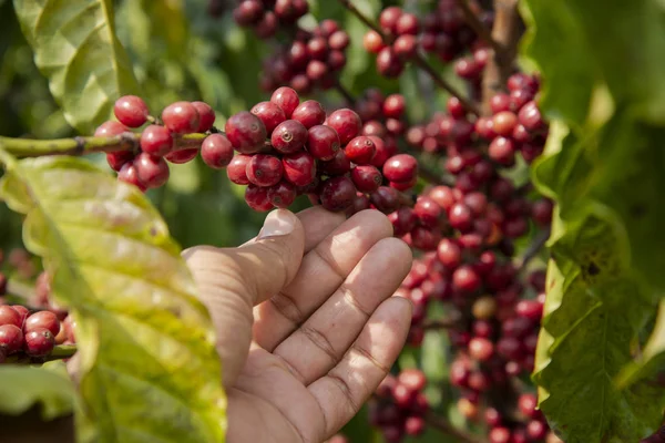 El malzeme çekme kahve çekirdeği bitki