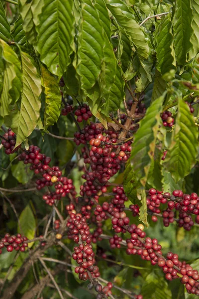 Rote Kaffeebohne Auf Baum — Stockfoto