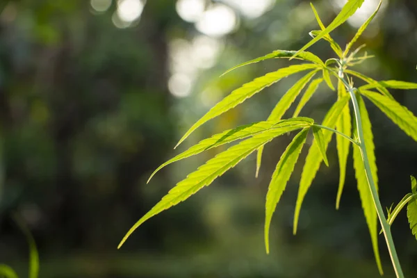 Marihuana Der Pflanze — Stockfoto