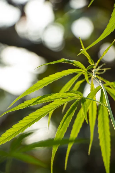 Marihuana Planta — Foto de Stock