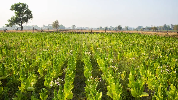 Achtergrond Van Landbouw Van Tabak Van Een Veld — Stockfoto