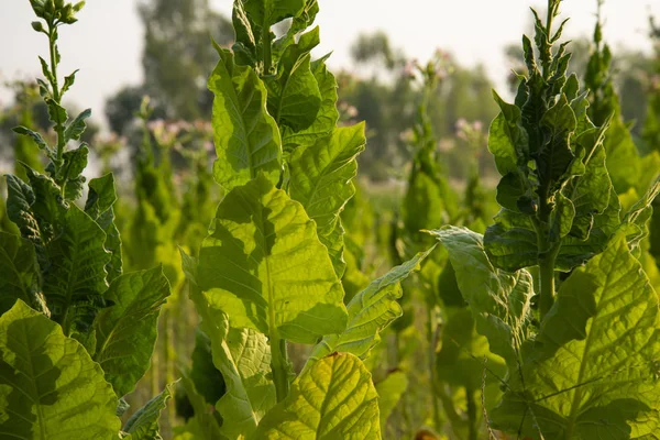 Contexto Agrícola Del Sector Del Tabaco — Foto de Stock