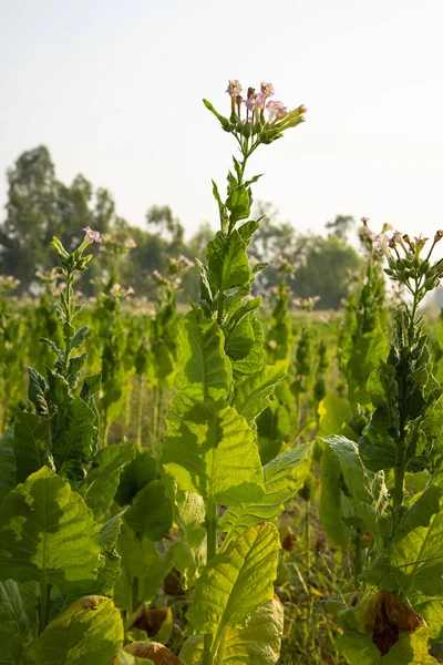 Contexto Agrícola Del Sector Del Tabaco — Foto de Stock