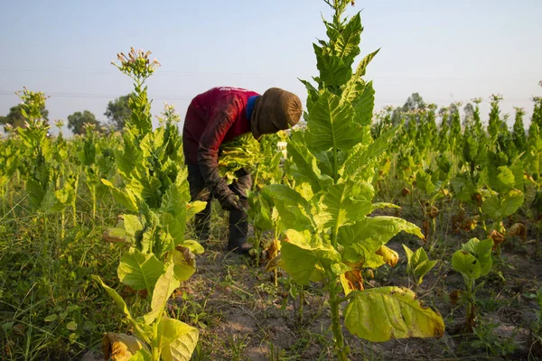 Farmář Sklízí Tabákového Listu Poli — Stock fotografie